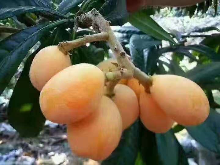 琵琶苗木哪家好 琵琶苗木哪里好 琵琶苗木價(jià)格 浙江琵琶苗木