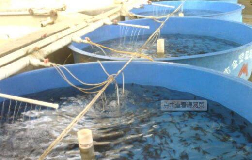 鴨嘴魚魚苗  鴨嘴魚魚苗供貨商  廠家直銷鴨嘴魚魚苗  鴨嘴魚魚苗廠家直銷  鴨嘴魚魚苗批發(fā)哪家優(yōu)惠