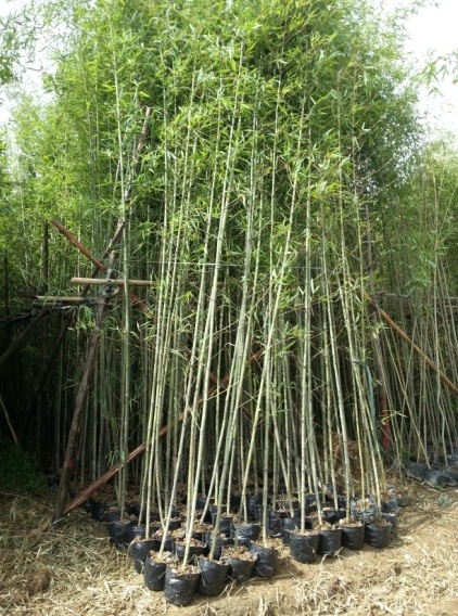 佛山苗圃供應(yīng)優(yōu)質(zhì)剛竹  歡迎咨詢 剛竹 剛竹袋苗