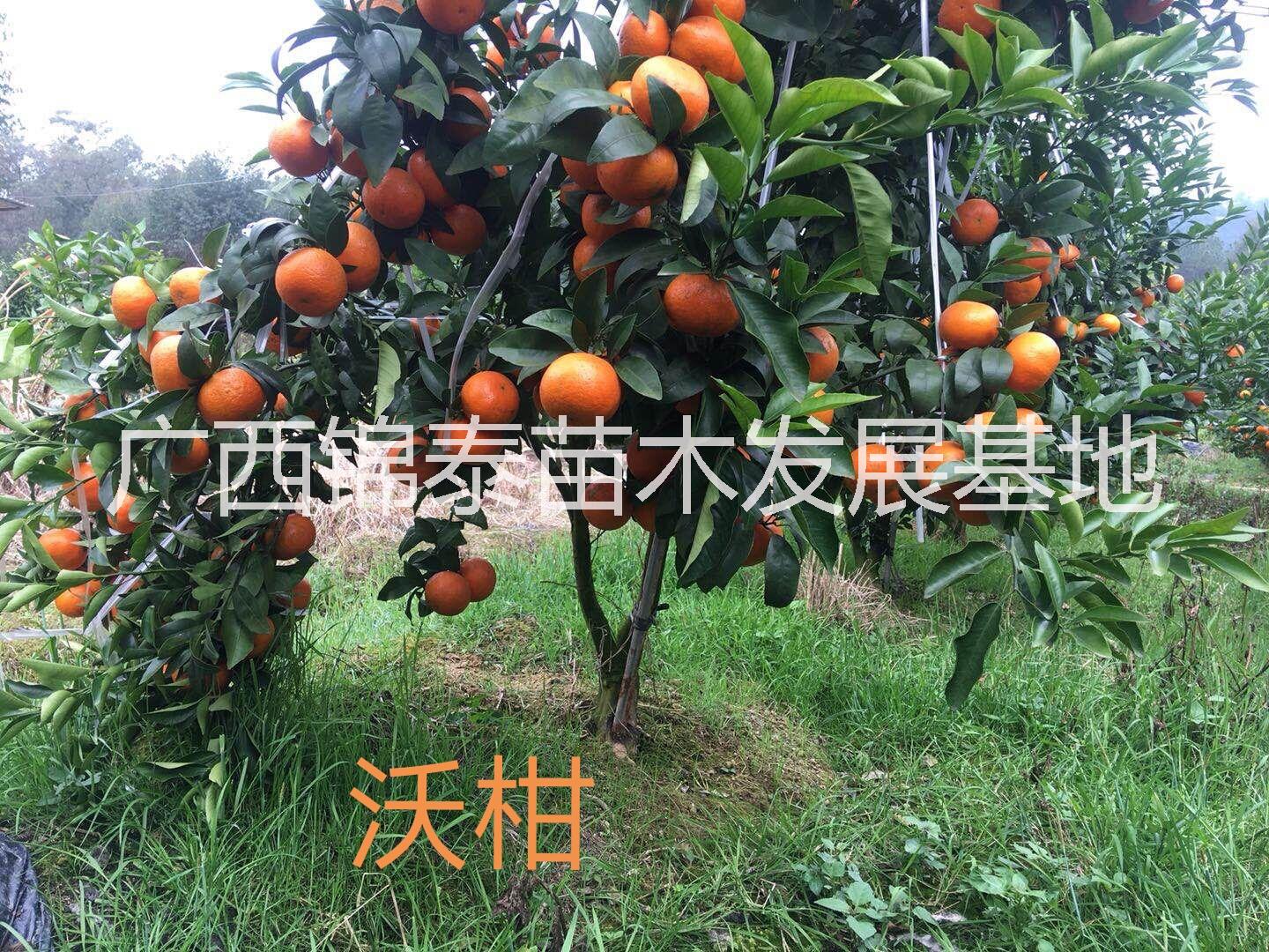 沃柑苗批發(fā)，云南沃柑苗價格，廣西沃柑種苗價格，