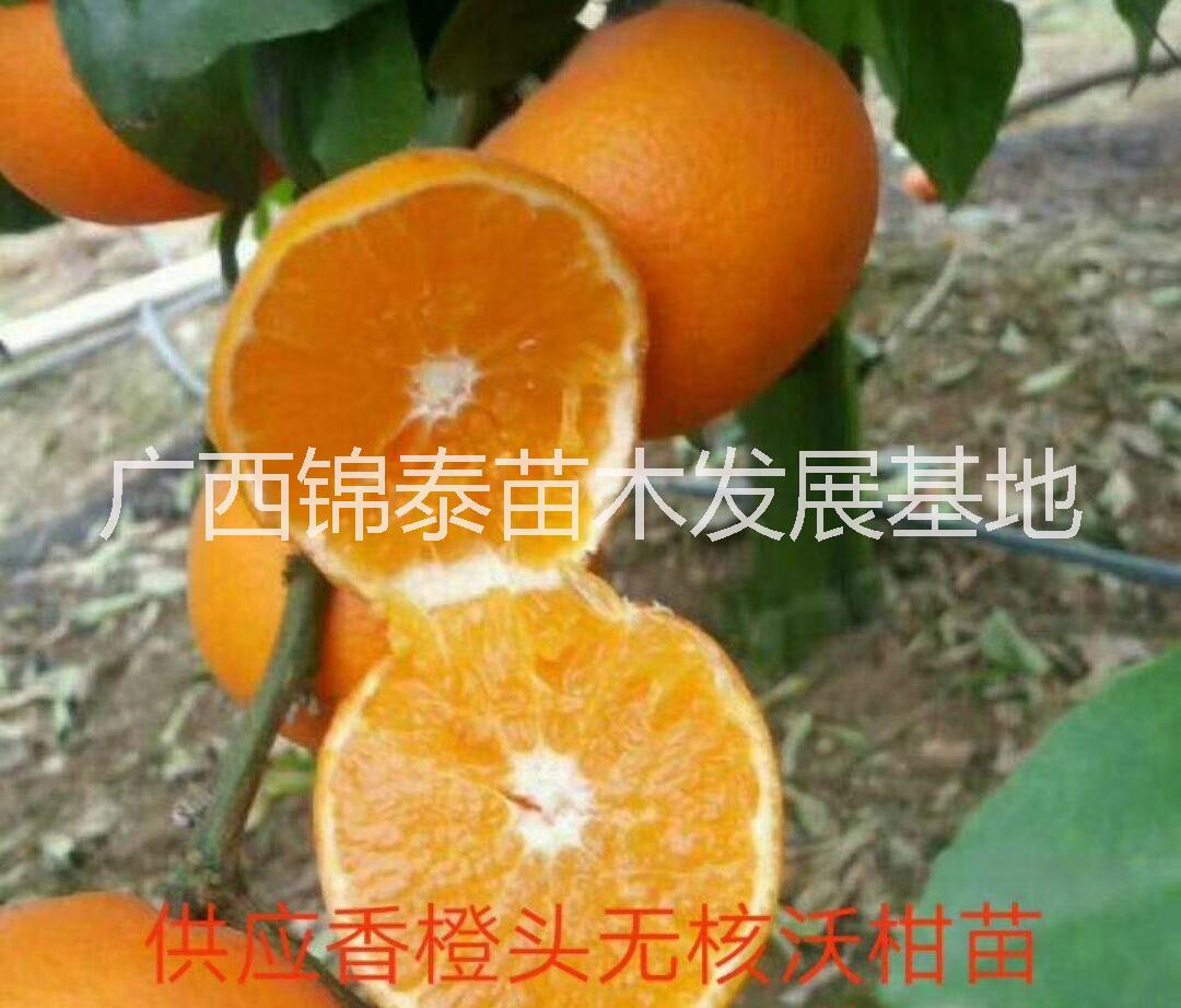 沃柑苗批發(fā)，云南沃柑苗價格，廣西沃柑種苗價格，