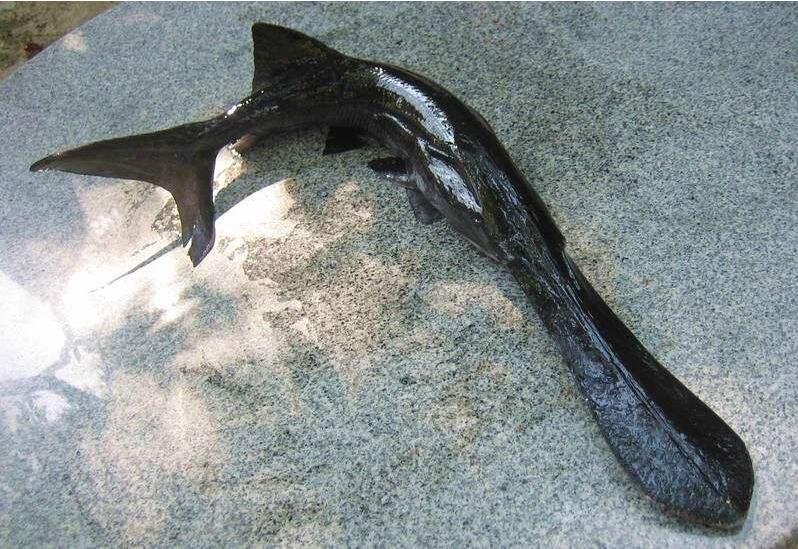 重慶鴨嘴魚    重慶鴨嘴魚批發(fā)   廠家直銷鴨嘴魚  重慶鴨嘴魚哪家買的好  重慶鴨嘴魚哪家批發(fā)優(yōu)惠