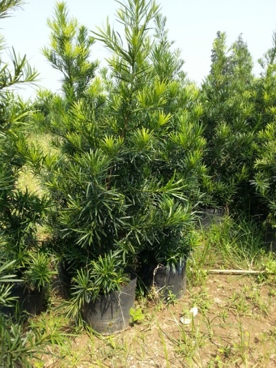 佛山廠家供應(yīng)優(yōu)質(zhì)羅漢松  歡迎咨詢