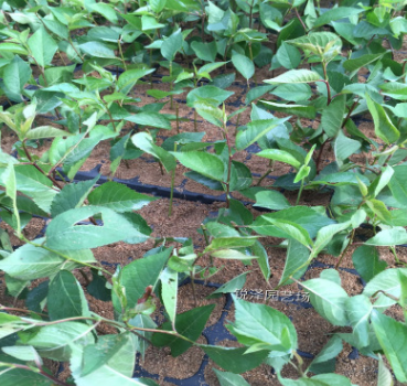 蘋果苗價(jià)格 山東蘋果苗市場(chǎng)直銷批發(fā)公司-優(yōu)質(zhì)供應(yīng)商生產(chǎn)商