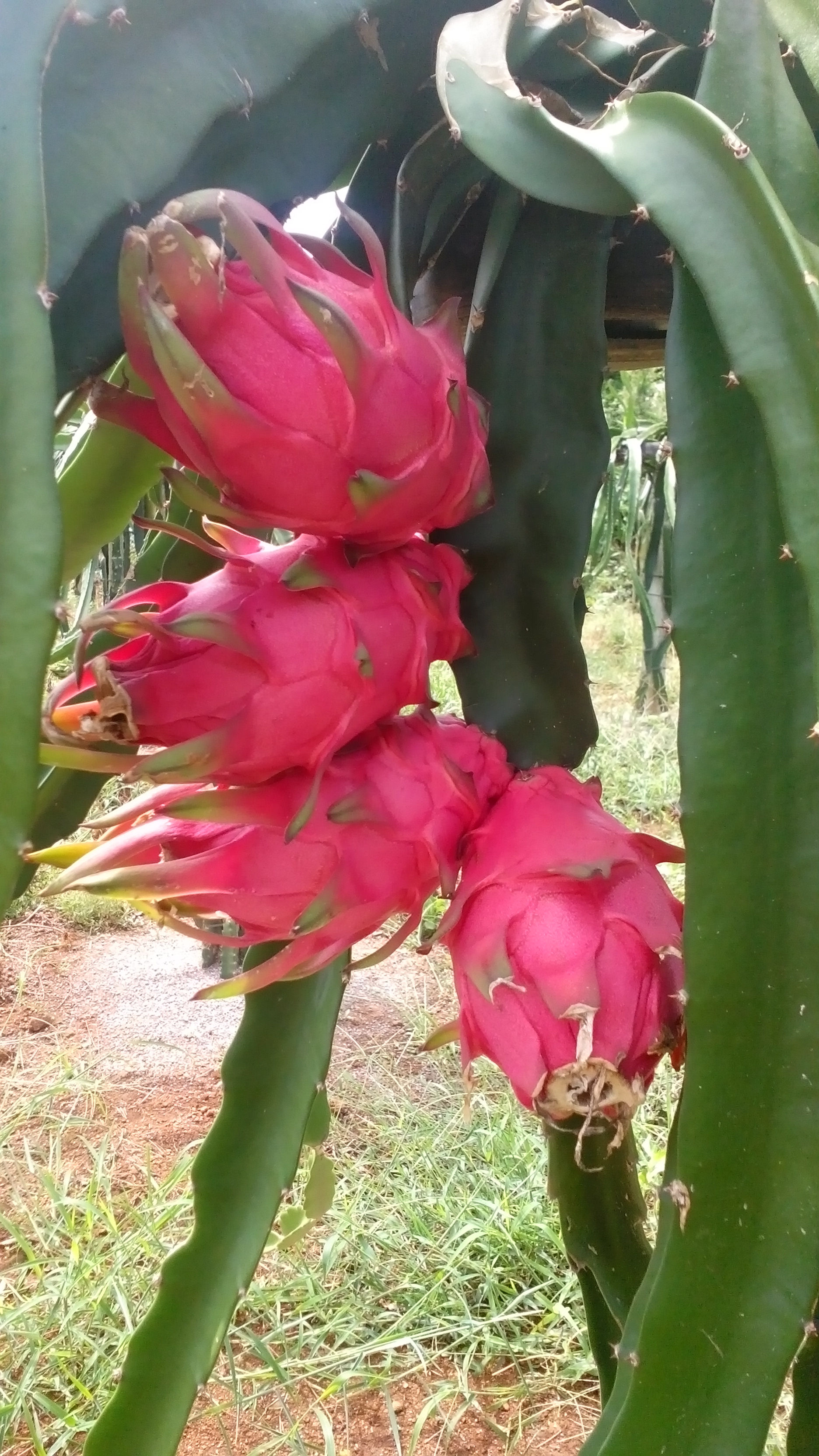 供應(yīng)紅心火龍果苗-紅心火龍果苗供應(yīng)商-紅心火龍果苗批發(fā)-價格紅心火龍果苗