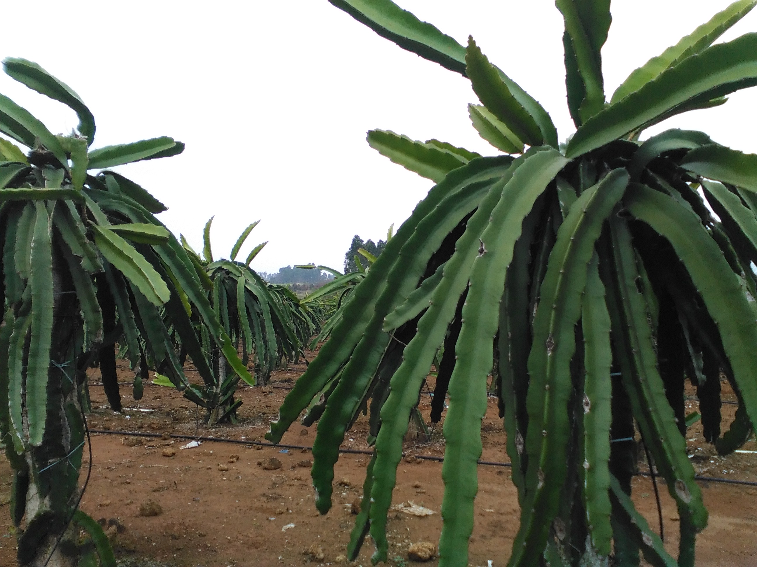 供應(yīng)自授粉香蜜龍紅心火龍果苗-自授粉香蜜龍紅心火龍果苗批發(fā)-自授粉香蜜龍紅心火龍果苗價格