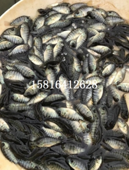 羅非魚 羅非魚報(bào)價(jià) 羅非魚批發(fā) 羅非魚供應(yīng)商 羅非魚哪家好 羅非魚電話
