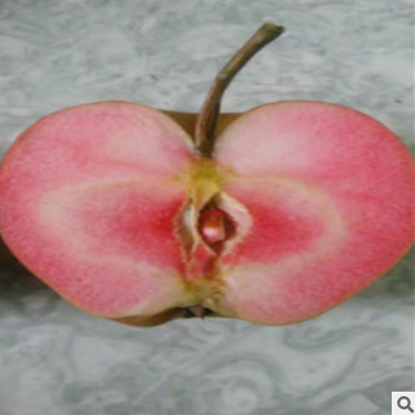 紅肉蘋果苗報(bào)價(jià) 山東紅肉蘋果苗 山東紅肉蘋果苗價(jià)格 山東紅肉蘋果苗聯(lián)系方式 山東蘋果苗價(jià)格