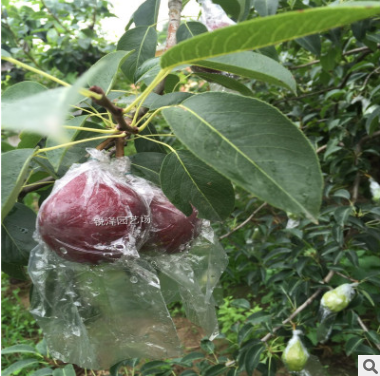 優(yōu)質(zhì)梨樹苗 山東梨樹苗聯(lián)系方式 山東梨樹苗直銷 山東梨樹苗價(jià)格 1公分梨樹苗價(jià)格 2公分梨樹苗價(jià)格 3公分梨樹苗