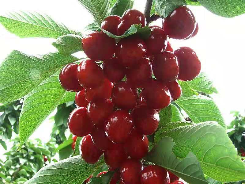 櫻桃 櫻桃苗木  櫻桃苗木哪家好  供應優(yōu)質供應櫻桃