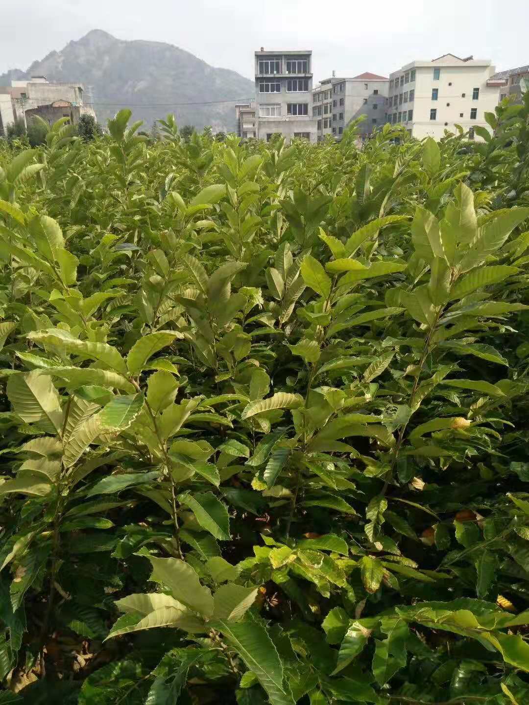 板栗 板栗苗木  板栗苗木哪家好  供應(yīng)優(yōu)質(zhì)供應(yīng)板栗 板栗苗木 板栗苗木