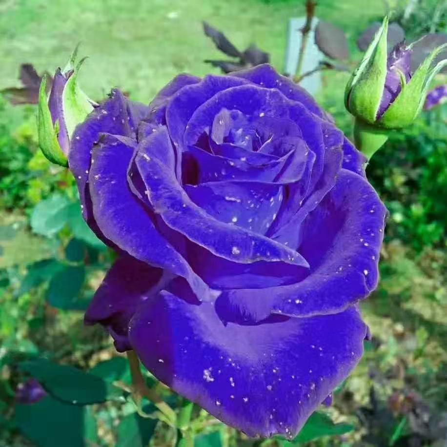 月季苗木價(jià)格 云南月季苗木種植基地 月季花卉