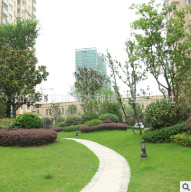 小區(qū)草坪綠化 小區(qū)草坪綠化報價 小區(qū)草坪綠化批發(fā) 小區(qū)草坪綠化供應(yīng)商 小區(qū)草坪綠化哪家好