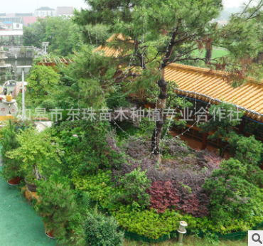 公園林景觀樹(shù)木 公園林景觀樹(shù)木報(bào)價(jià) 公園林景觀樹(shù)木批發(fā) 公園林景觀樹(shù)木供應(yīng)商 公園林景觀樹(shù)木哪家好