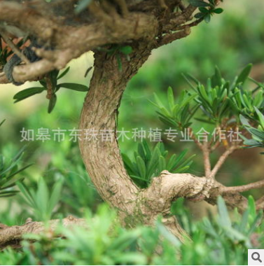 羅漢松樹苗 羅漢松樹苗報價 羅漢松樹苗批發(fā) 羅漢松樹苗供應商 羅漢松樹苗哪家好 羅漢松樹苗電話