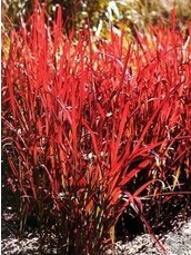 血草 血草報(bào)價(jià) 血草批發(fā) 血草供應(yīng)商 血草哪家好 血草電話