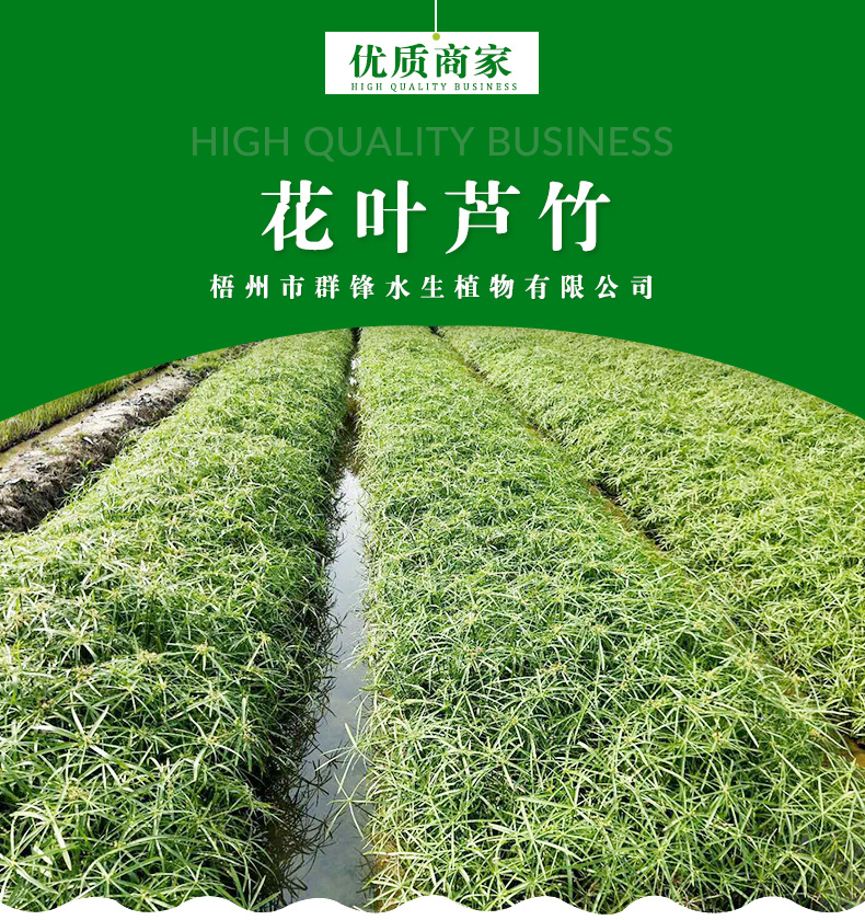 貴州哪里賣水生植物｜貴州花葉蘆竹供應(yīng)商｜遵義哪里賣花葉蘆竹｜安順哪里賣花葉蘆竹｜畢節(jié)，銅仁，六盤水哪里有賣花葉蘆竹
