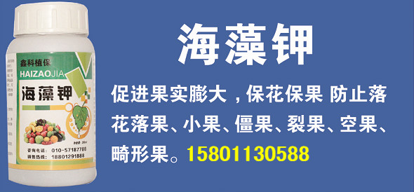 北京鑫科植保 海藻鉀 果樹葡萄柑橘草莓全營養(yǎng)農(nóng)資果樹葉面肥腐植酸鉀生根