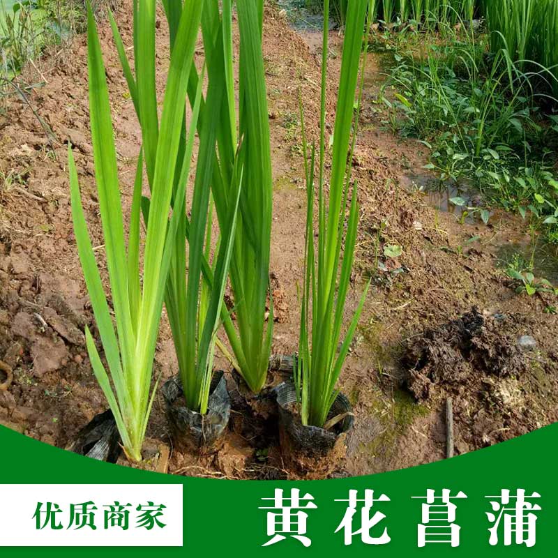 貴州黃花菖蒲基地直銷、批發(fā)、優(yōu)質(zhì)供應(yīng)商【梧州市群鋒水生植物有限公司】