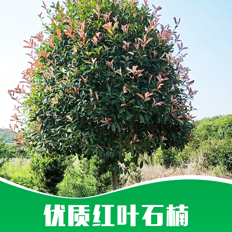 球形紅葉石楠苗圃產(chǎn)地批發(fā)價格-叢生紅葉石楠供應(yīng)商電話