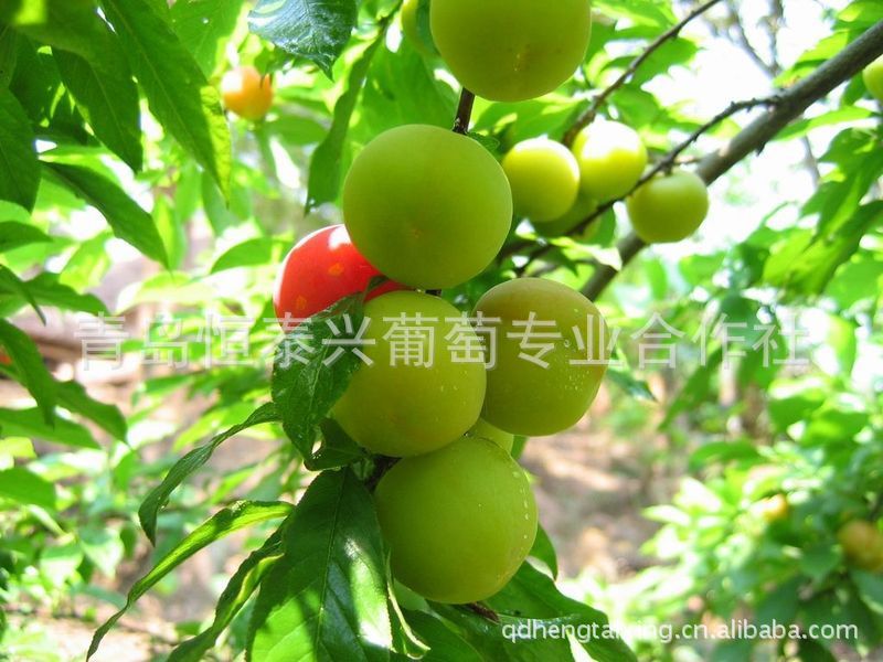 大量 黑寶石、秋姬李、李子苗 【圖】、黑寶石李子苗