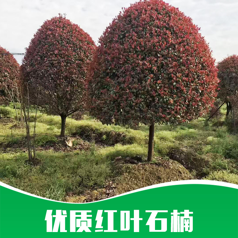 球形紅葉石楠苗圃產(chǎn)地批發(fā)價格-叢生紅葉石楠供應(yīng)商電話
