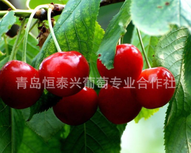 早紅寶石大櫻桃苗、櫻桃苗、大櫻桃苗