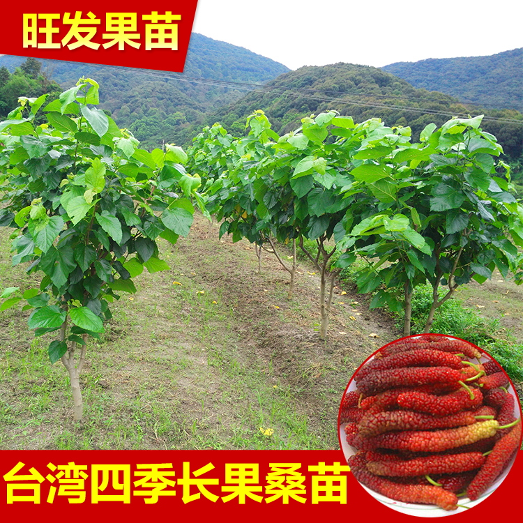 新品種臺灣四季長果桑苗嫁接苗  桑葚果樹苗比普通大10倍豐產(chǎn)
