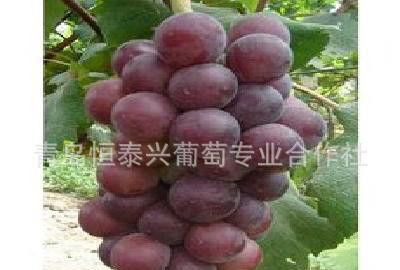 葡萄苗----玫瑰香葡萄 苗 優(yōu)質(zhì)葡萄苗 黑芭拉多
