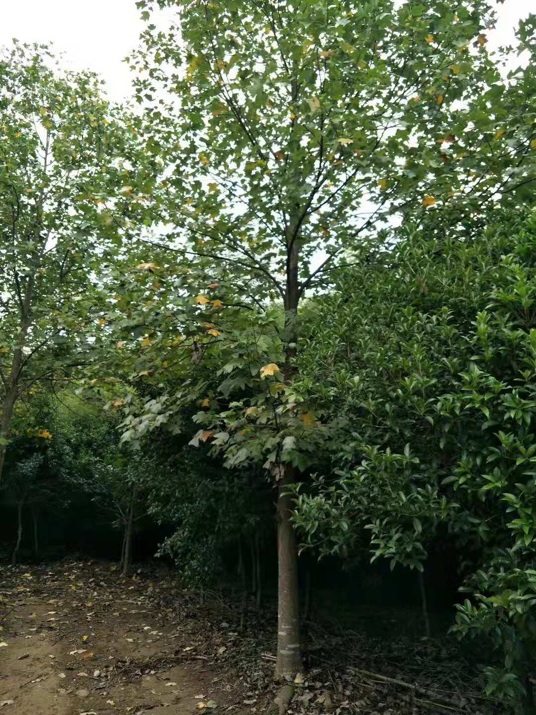 馬褂木的種植方法
