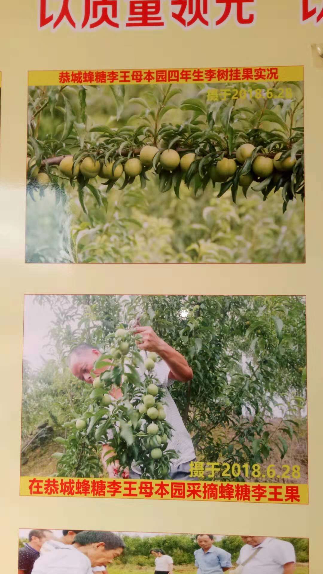 廣西南寧蜂糖李苗培育種植基地-廣西柳州蜂糖李子苗廠家批發(fā)