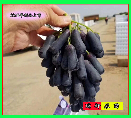 新嫁接 甜蜜藍寶石葡萄樹苗 2018出圃上市了！