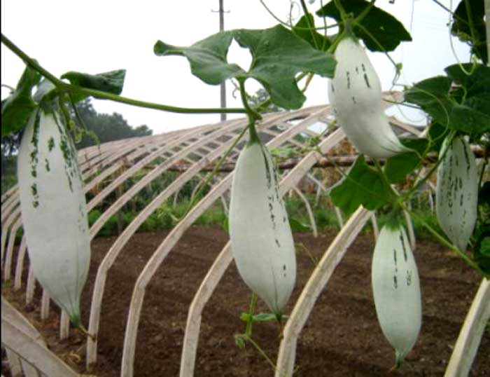 供應多彩多姿金芒果瓜彩瓜變色瓜種子