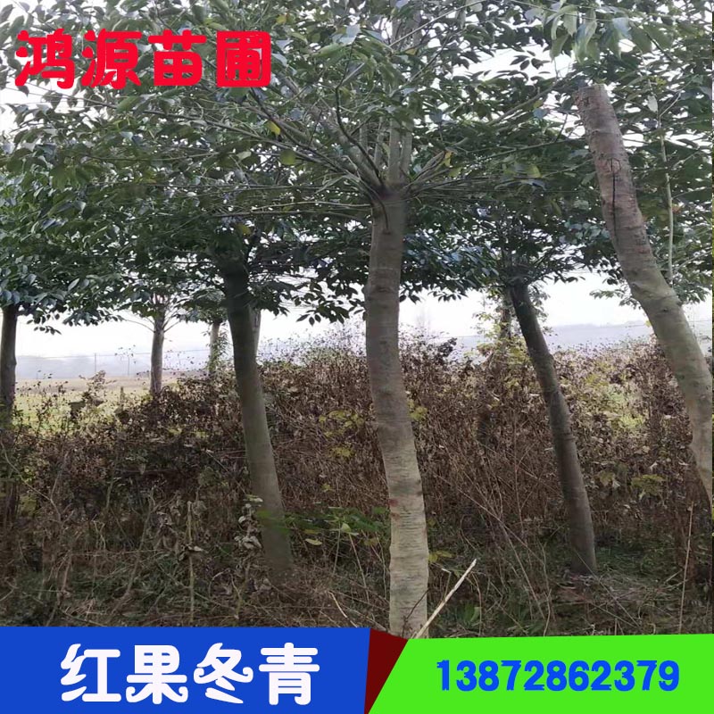 湖南紅果冬青樹(shù)-全冠紅果冬青批發(fā)價(jià)格-種植苗木基地-多少錢(qián)