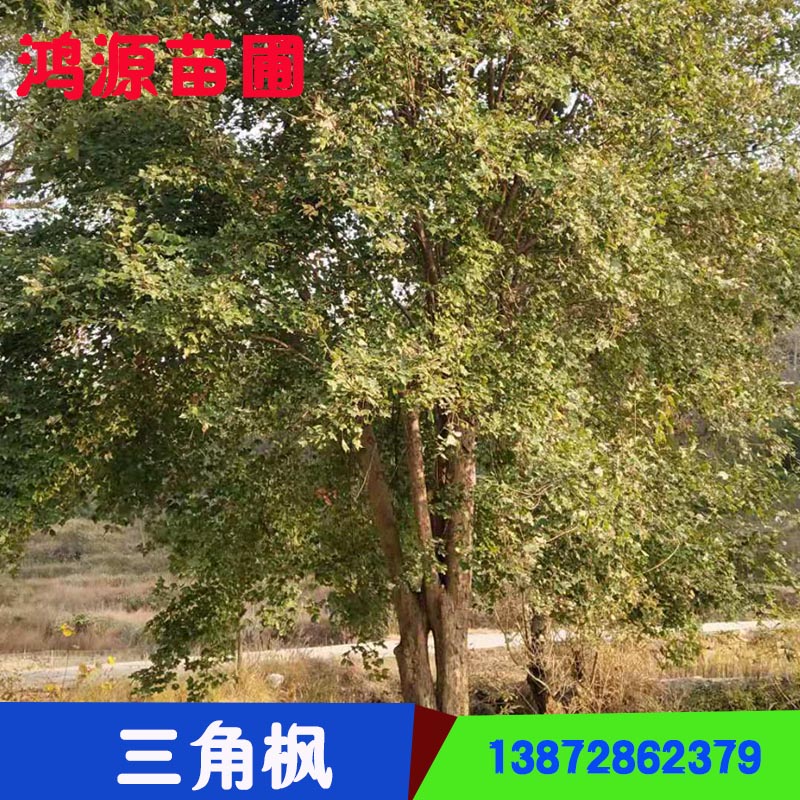 湖北三角楓苗圃基地 湖北園林苗圃基地 湖北三角楓生產(chǎn)廠家 湖北三角楓種植基地