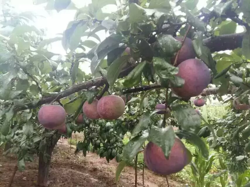 基地銷(xiāo)售營(yíng)養(yǎng)美味形狀可愛(ài)紅啤梨苗批發(fā)