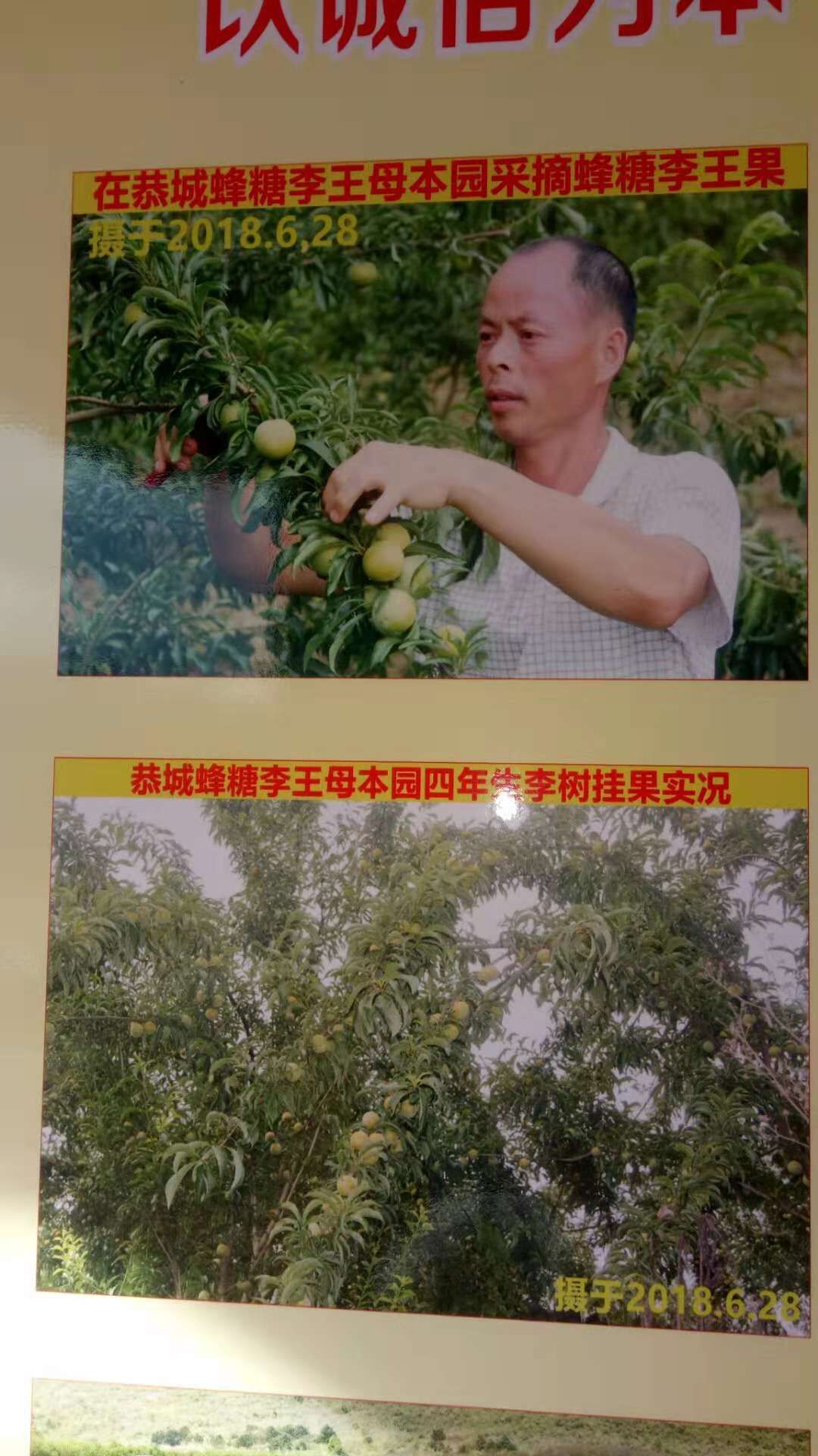 早熟鳳凰李批發(fā)，早熟鳳凰李供應(yīng)，早熟鳳凰李基地