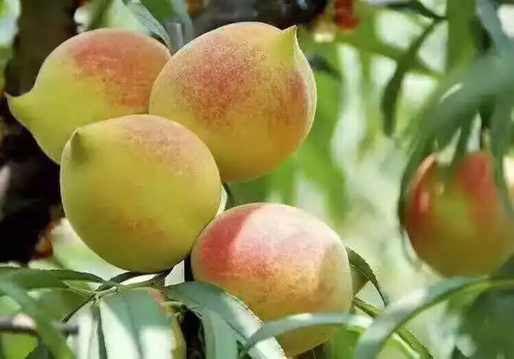 肉質(zhì)爽脆果汁多 鷹嘴蜜桃特色種植栽培