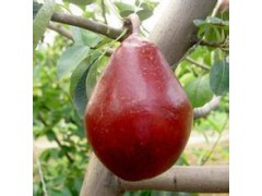 基地銷(xiāo)售營(yíng)養(yǎng)美味形狀可愛(ài)紅啤梨苗批發(fā)