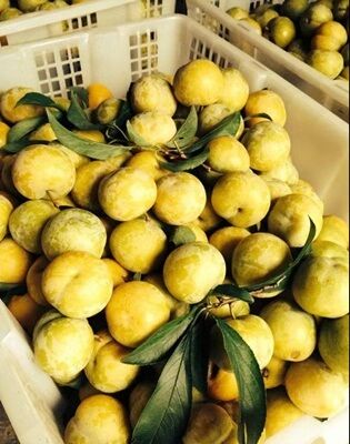 廣西南寧蜂糖李苗培育種植基地-廣西柳州蜂糖李子苗廠家批發(fā)