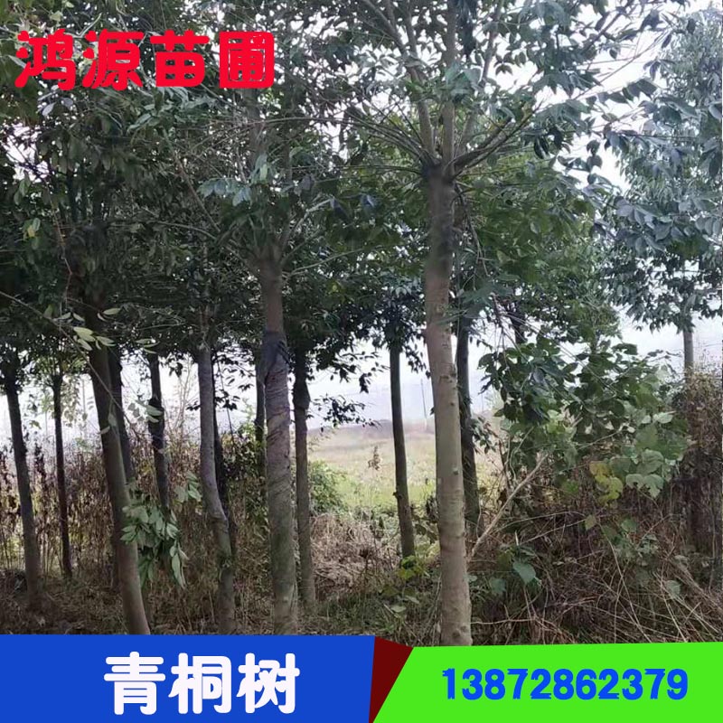 湖北青桐樹 景觀防護用樹 青桐綠化苗木價格批發(fā) 貨源充足
