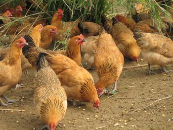 供應(yīng)貴州土雞苗誠(chéng)信為本*包運(yùn)包成活率免費(fèi)提供養(yǎng)殖技術(shù)資料書