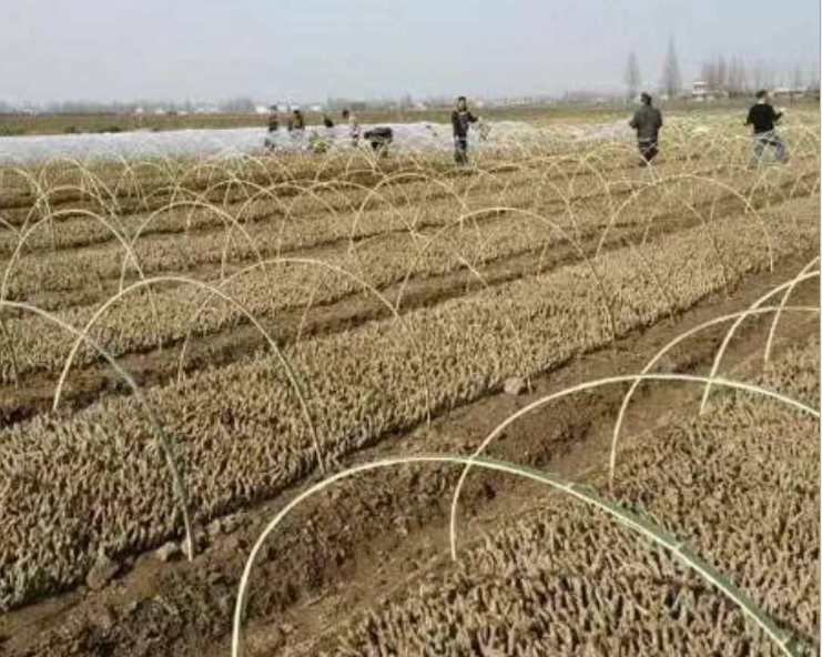 廣西葛根種苗批發(fā)|廣西葛根種苗批發(fā)價格|廣西葛根種苗批發(fā)廠家|葛根種苗哪里賣