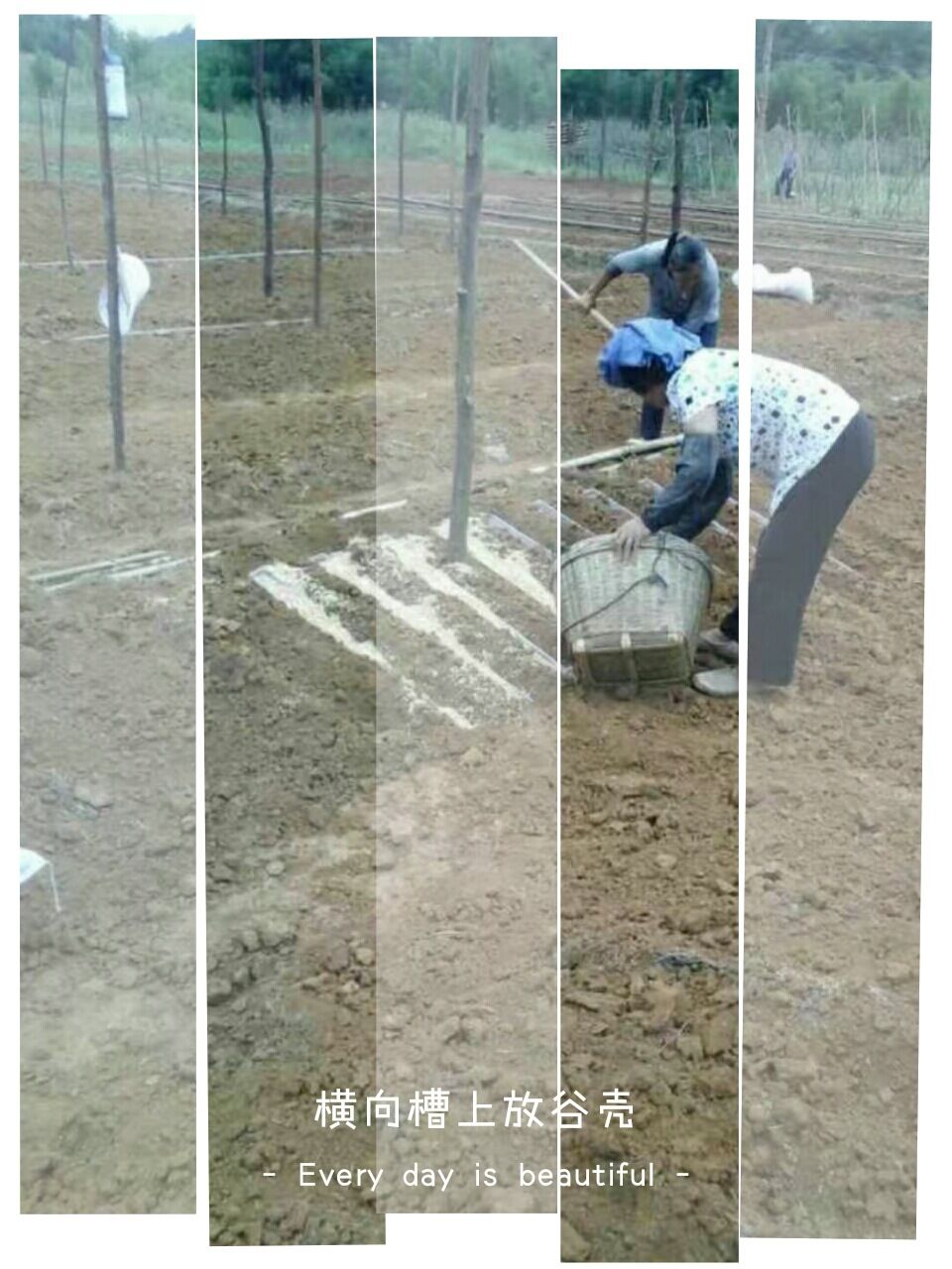 廣西紫山藥種子廠家批發(fā)價(jià)格