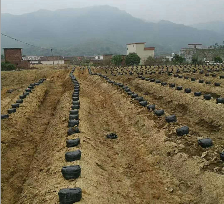 廣西葛根種苗批發(fā)|廣西葛根種苗批發(fā)價格|廣西葛根種苗批發(fā)廠家|葛根種苗哪里賣