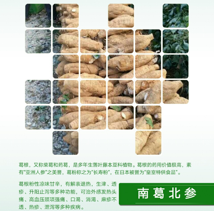 葛種苗-廣西葛根種苗-廣西葛根種苗廠家批發(fā)