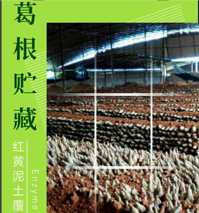 葛根的作用與功效，廣州葛根種苗種植基地，葛根種苗批發(fā)報(bào)價(jià)