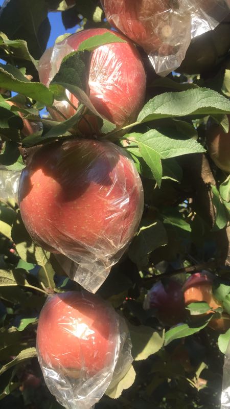 山東濰坊蘋果基地