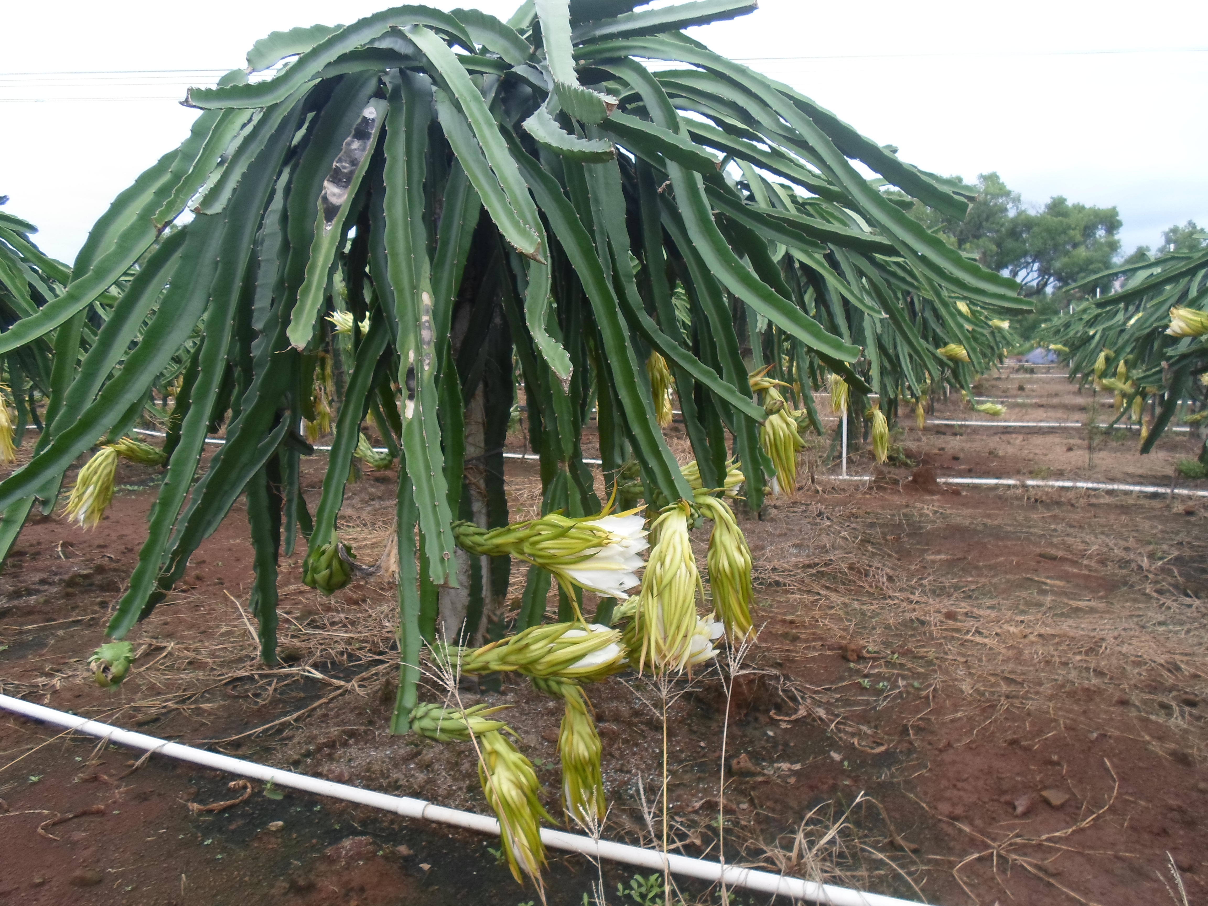 供應紅心火龍果苗-自授粉火龍果苗價格-紅心火龍果苗批發(fā)-紅心自授粉火龍果苗 火龍果苗種植