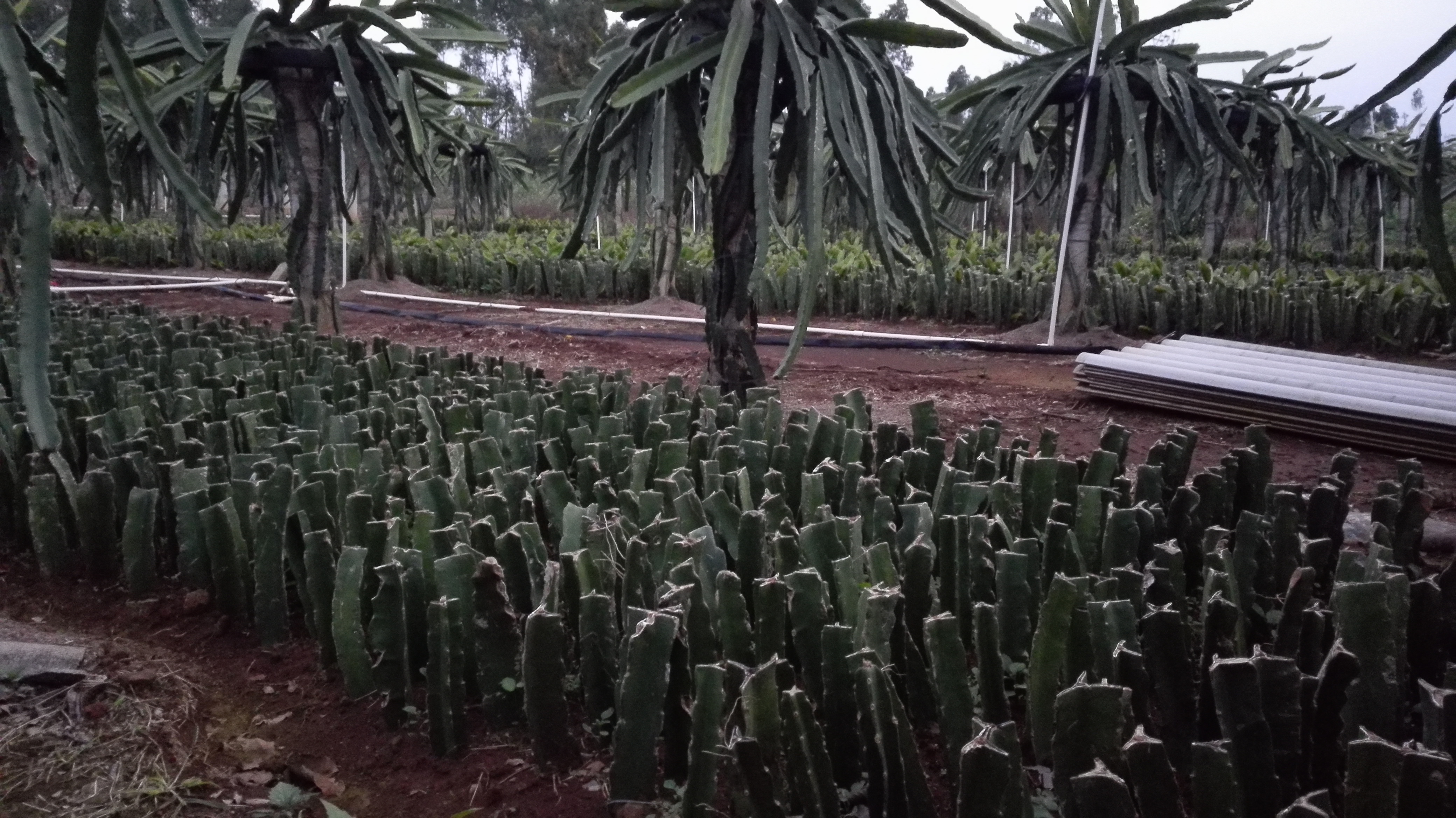 供應河南紅心火龍果苗- 河南火龍果苗價格-自授粉紅心火龍果苗批發(fā)-河南火龍果苗